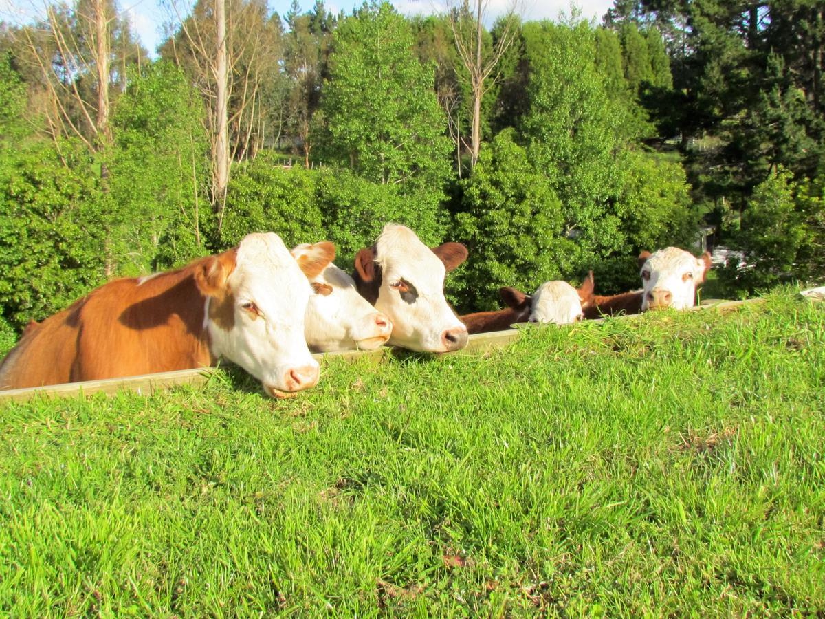Rolling Hills Country Stay B&B Tauranga Eksteriør billede