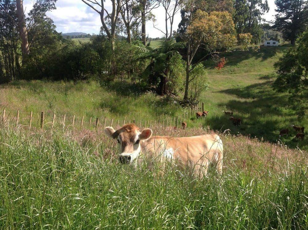 Rolling Hills Country Stay B&B Tauranga Eksteriør billede